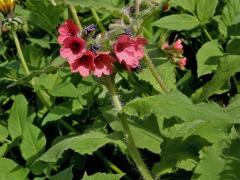 Plicník červený (Pulmonaria rubra L.)