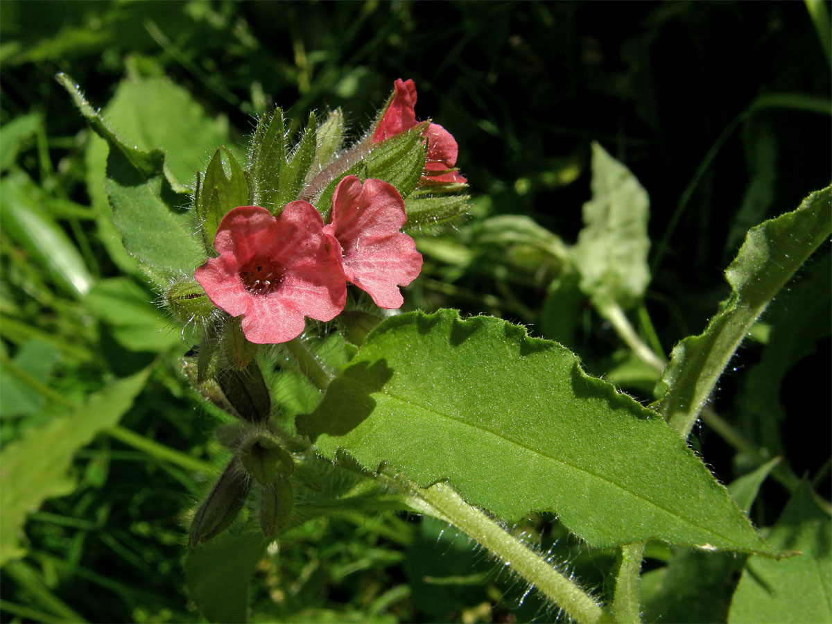 Plicník červený (Pulmonaria rubra L.)