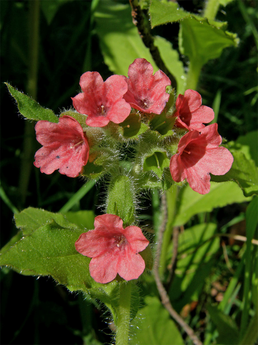 Plicník červený (Pulmonaria rubra L.)