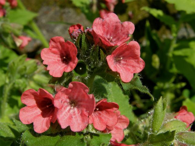 Plicník červený (Pulmonaria rubra L.)