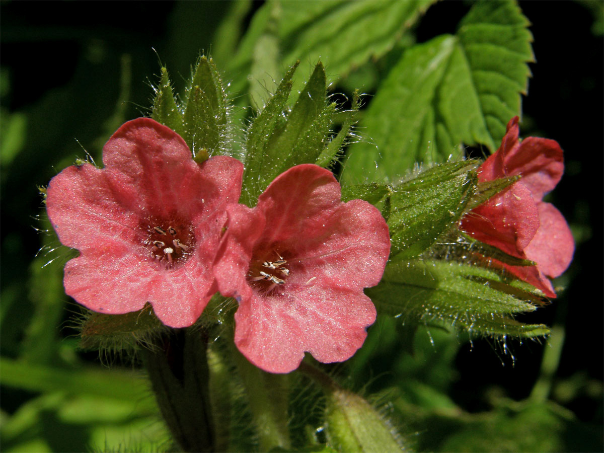 Plicník červený (Pulmonaria rubra L.)