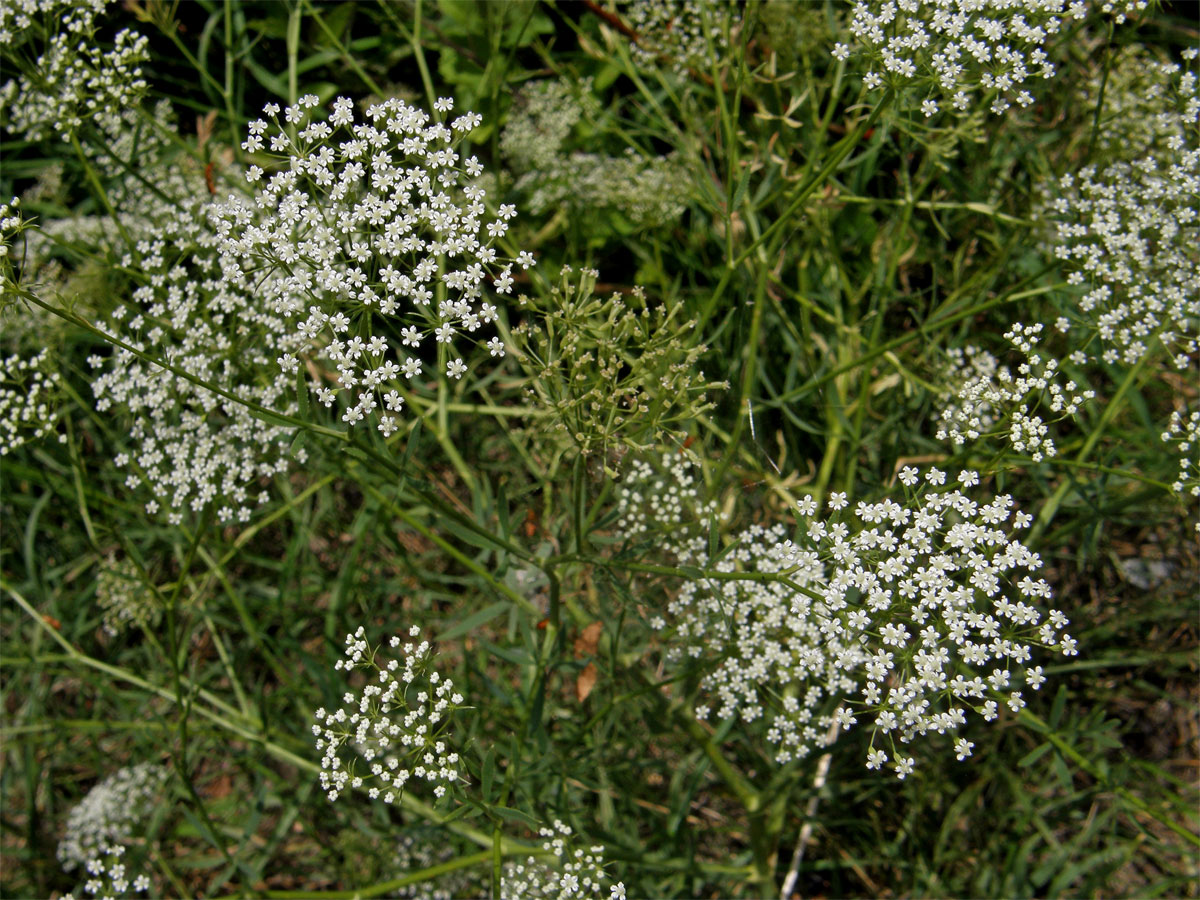 Srpek obecný (Falcaria vulgaris Bernh.)