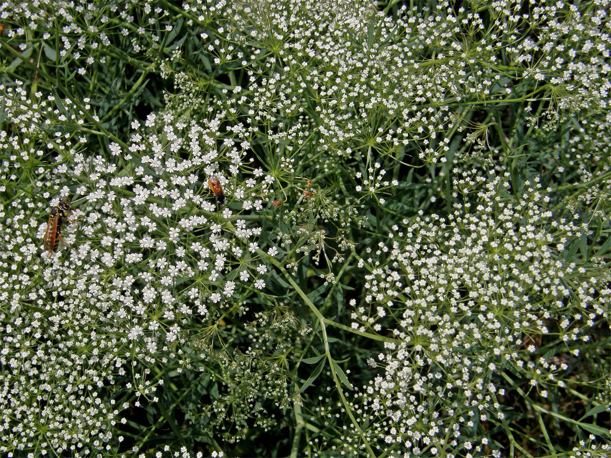 Srpek obecný (Falcaria vulgaris Bernh.)