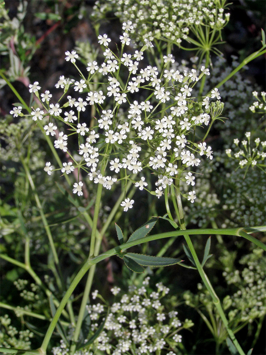 Srpek obecný (Falcaria vulgaris Bernh.)