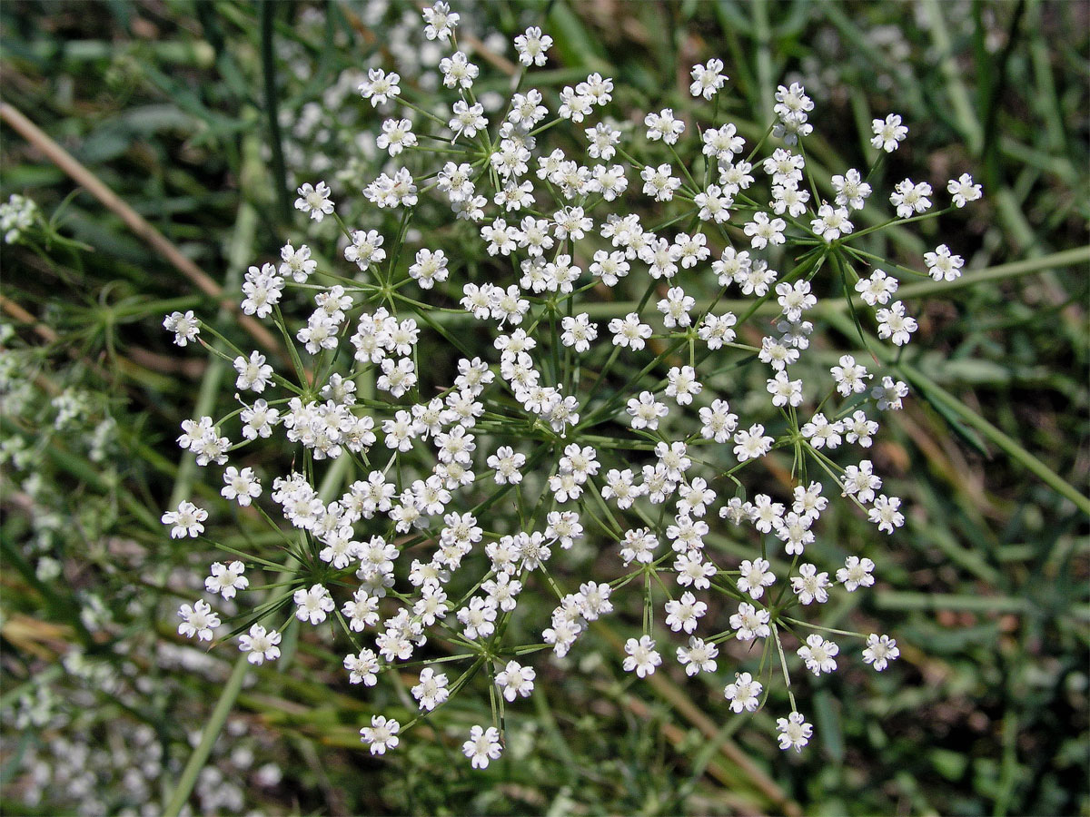 Srpek obecný (Falcaria vulgaris Bernh.)