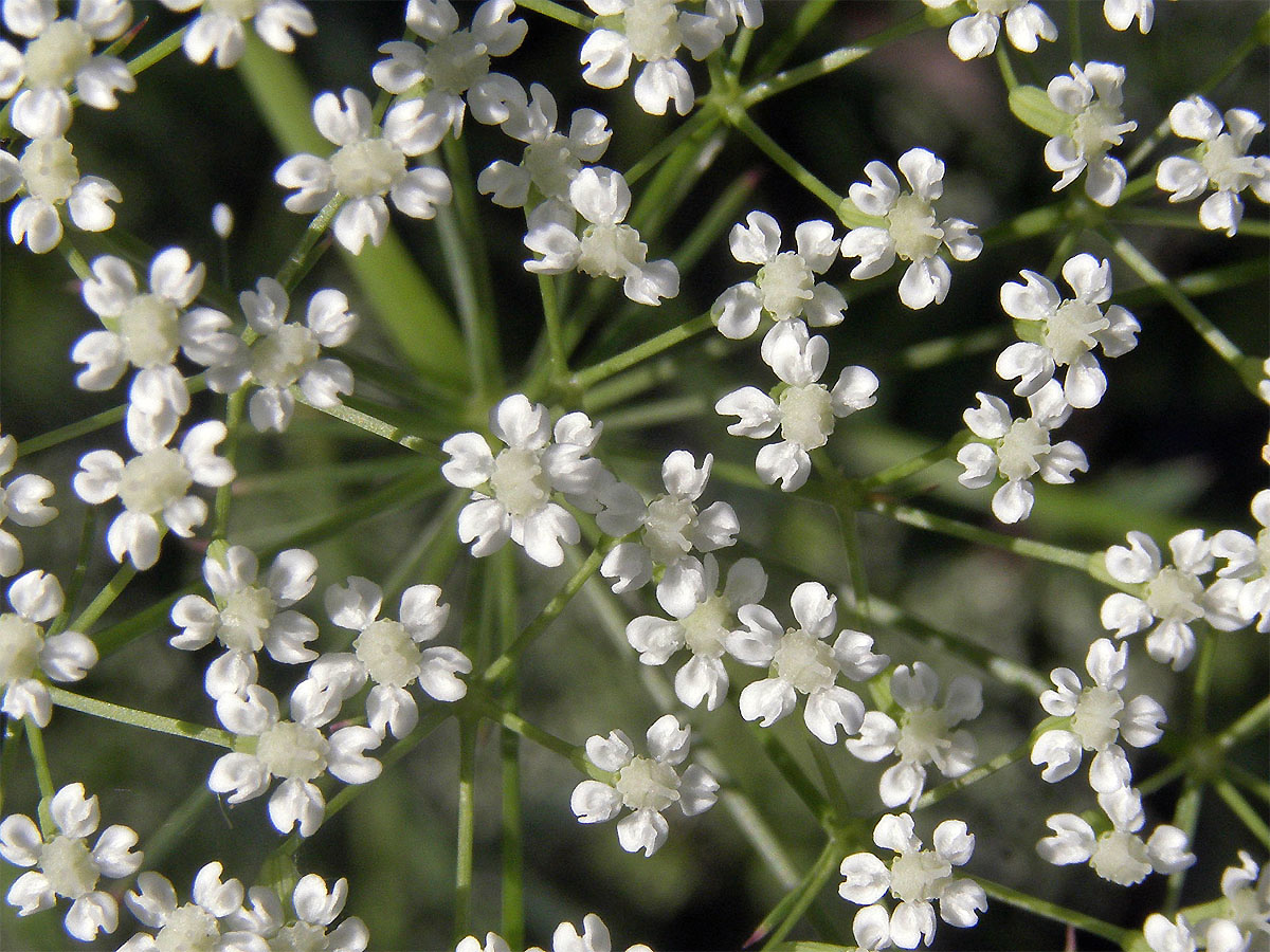 Srpek obecný (Falcaria vulgaris Bernh.)