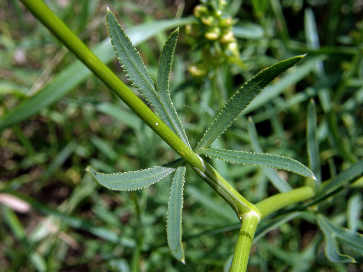 Srpek obecný (Falcaria vulgaris Bernh.)
