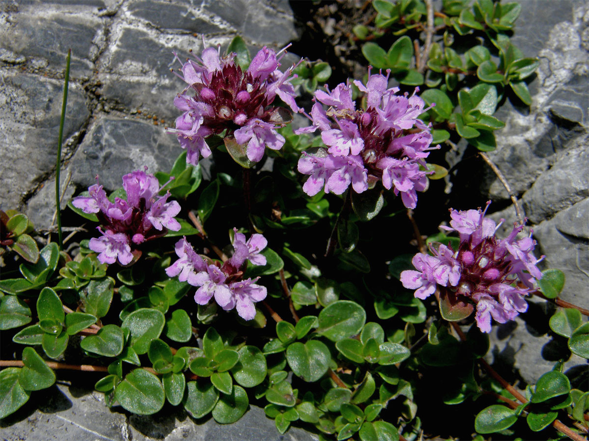 Mateřídouška ozdobná (Thymus pulcherrimus Schur in Fuss)