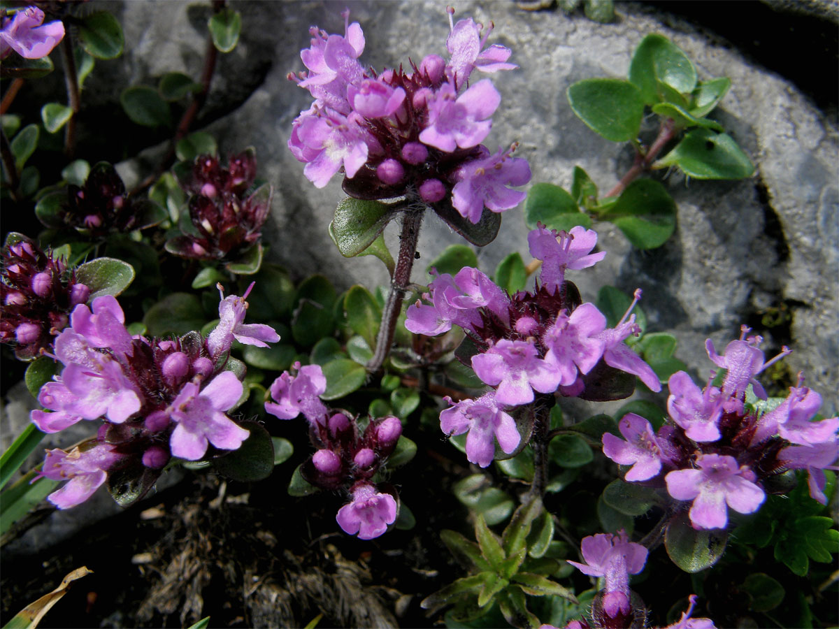 Mateřídouška ozdobná (Thymus pulcherrimus Schur in Fuss)