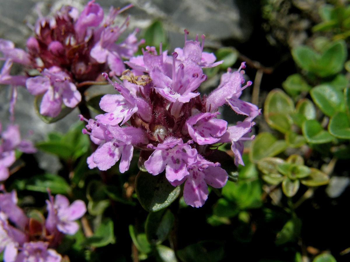 Mateřídouška ozdobná (Thymus pulcherrimus Schur in Fuss)