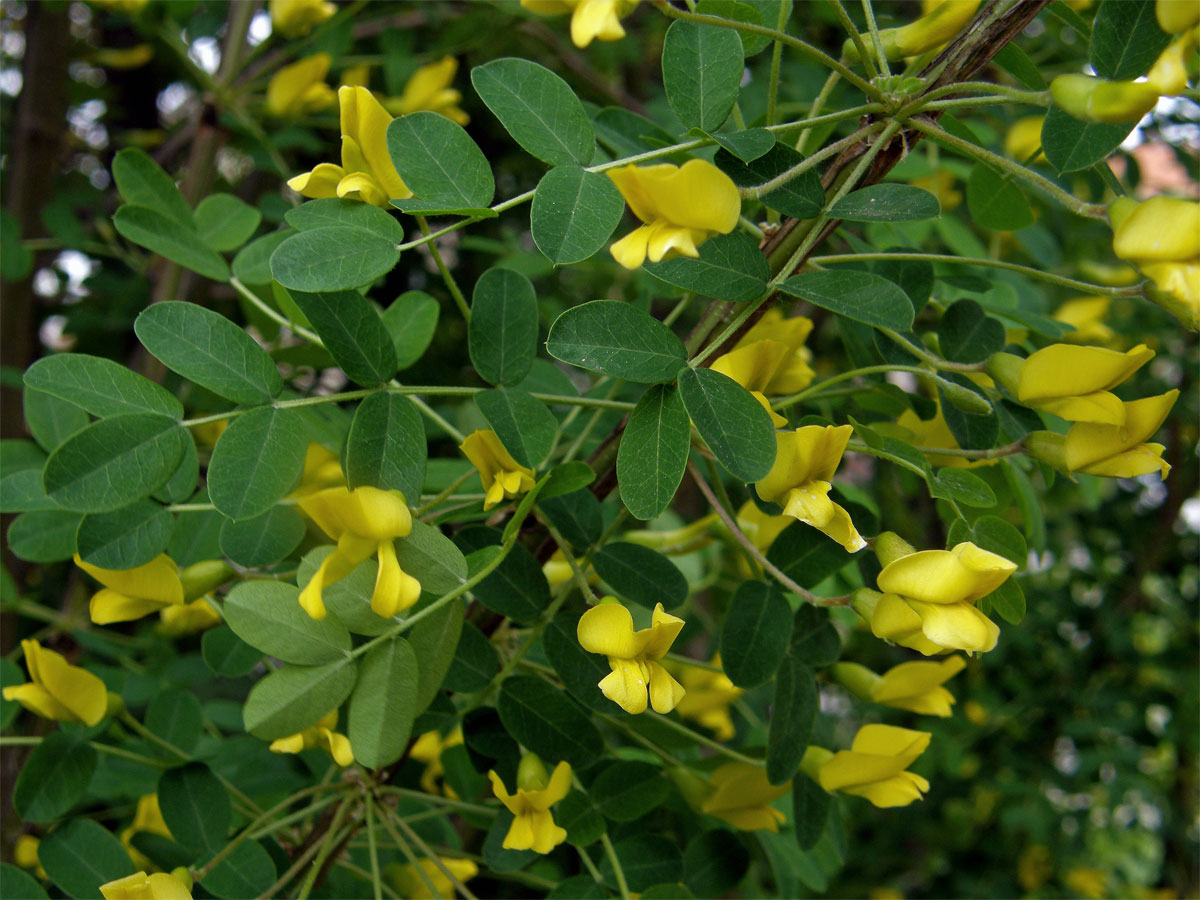 Čimišník stromovitý (Caragana arborescens Lamk.)