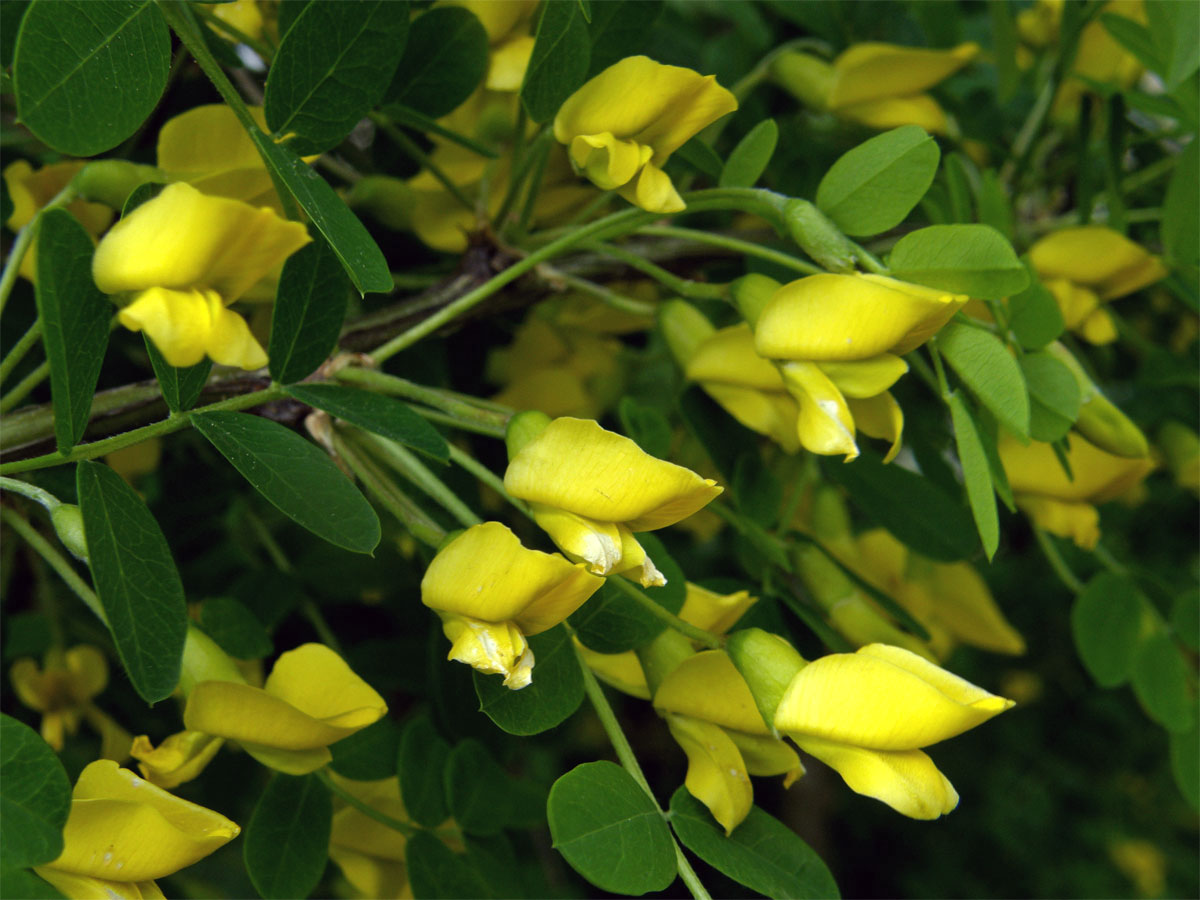 Čimišník stromovitý (Caragana arborescens Lamk.)