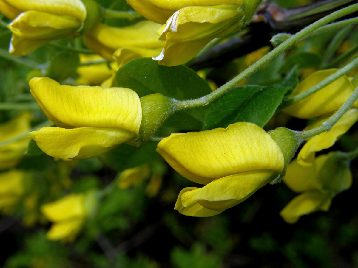 Čimišník stromovitý (Caragana arborescens Lamk.)