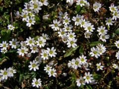 Osívka jarní (Erophila verna (L.) DC.)