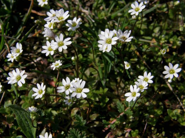 Osívka jarní (Erophila verna (L.) DC.)