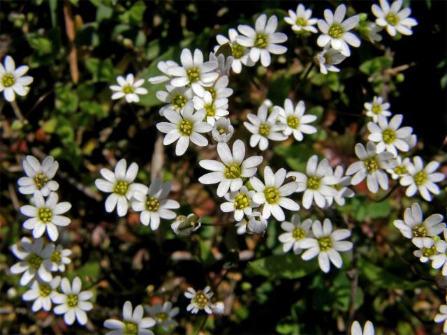 Osívka jarní (Erophila verna (L.) DC.)