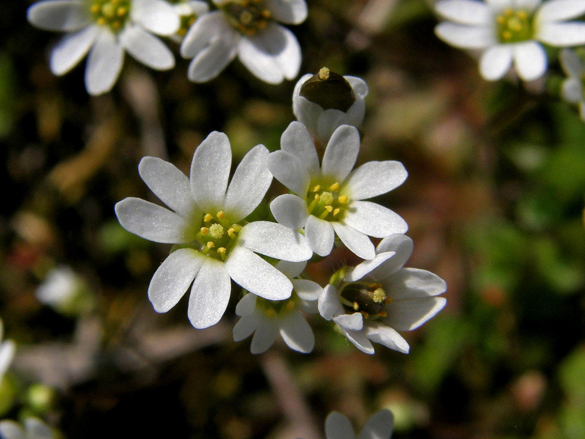 Osívka jarní (Erophila verna (L.) DC.)