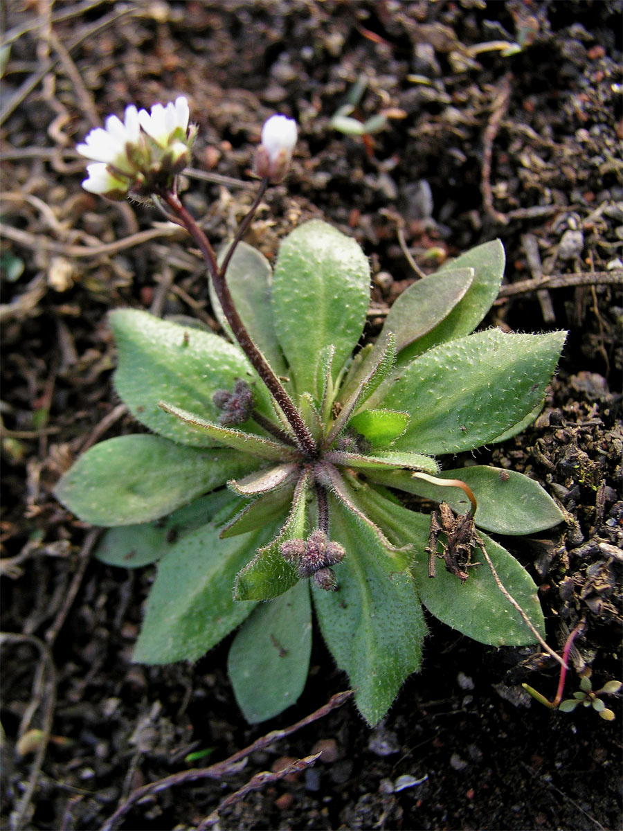 Osívka jarní (Erophila verna (L.) DC.)