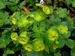 Pryšec mandloňovitý (Euphorbia amygdaloides L.)