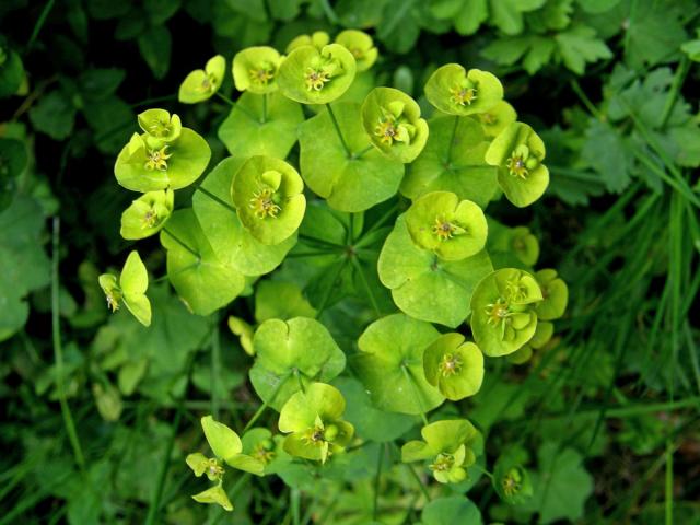 Pryšec mandloňovitý (Euphorbia amygdaloides L.)