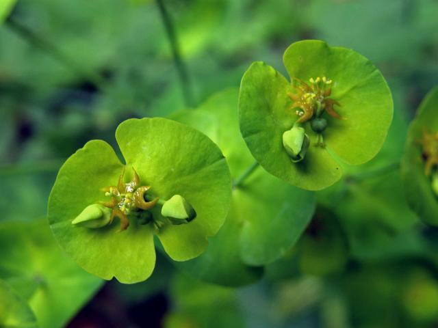 Pryšec mandloňovitý (Euphorbia amygdaloides L.)