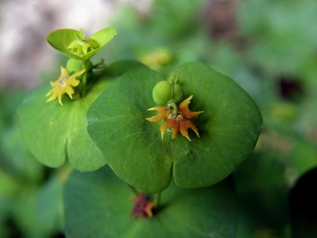 Pryšec mandloňovitý (Euphorbia amygdaloides L.)