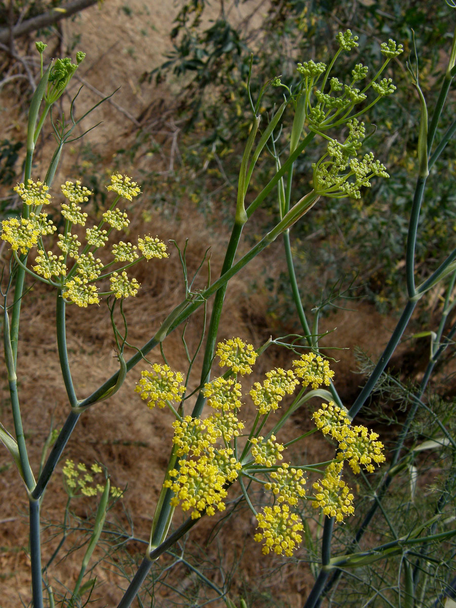 Fenykl obecný (Foeniculum vulgare Mill.)