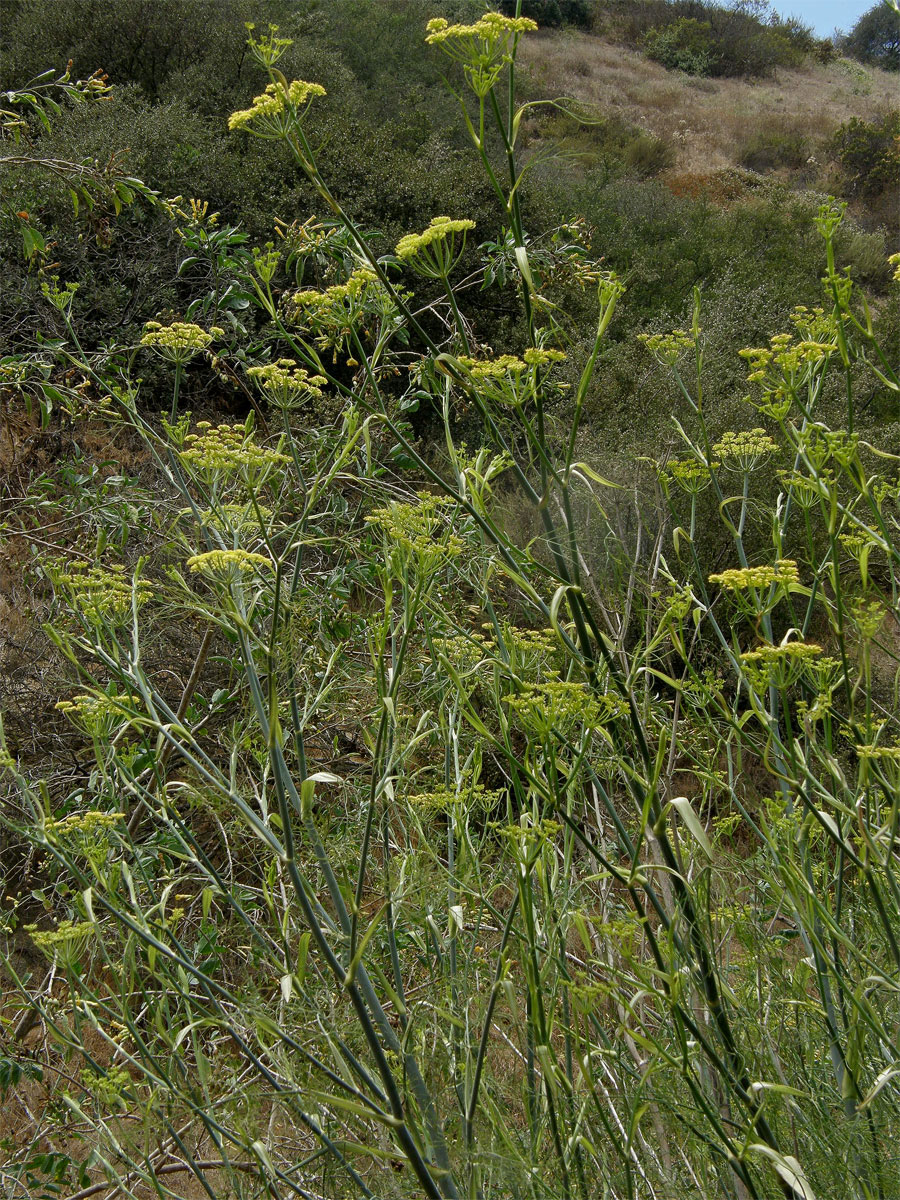 Fenykl obecný (Foeniculum vulgare Mill.)