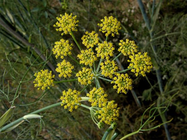 Fenykl obecný (Foeniculum vulgare Mill.)