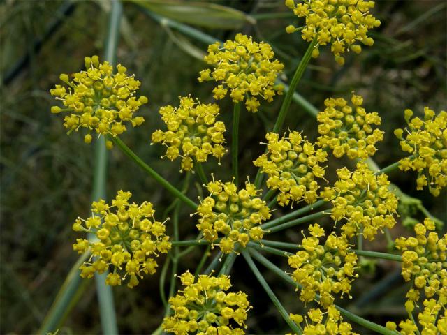 Fenykl obecný (Foeniculum vulgare Mill.)