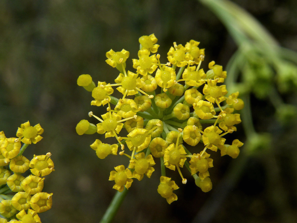 Fenykl obecný (Foeniculum vulgare Mill.)