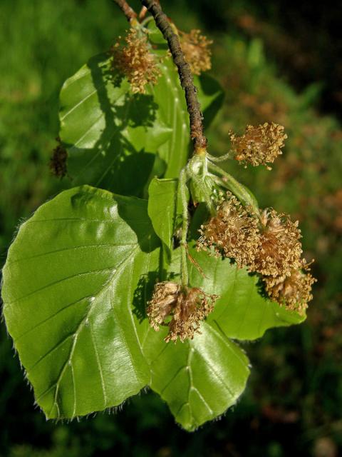 Buk lesní (Fagus sylvatica L.)