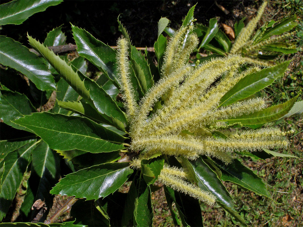 Kaštanovník jedlý (setý) (Castanea sativa Mill.)