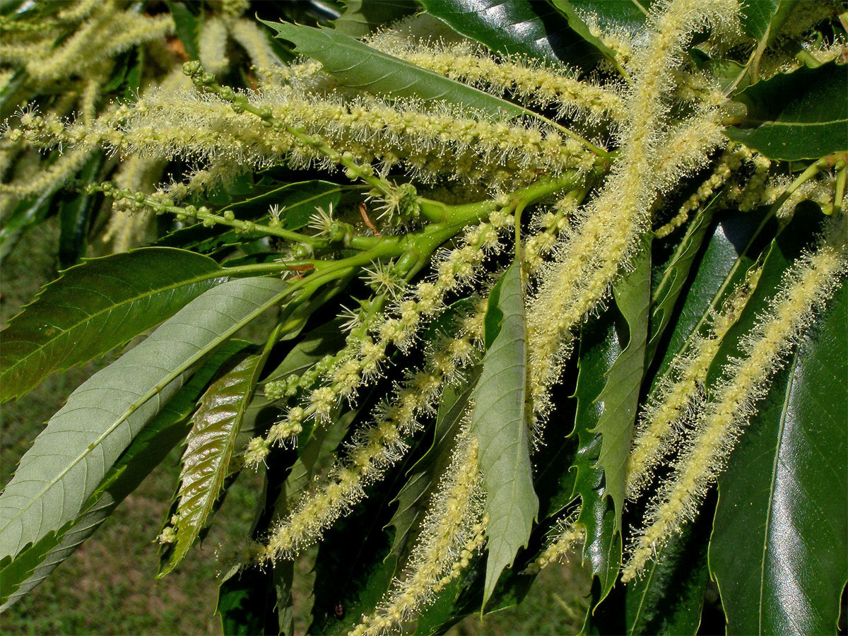 Kaštanovník jedlý (setý) (Castanea sativa Mill.)