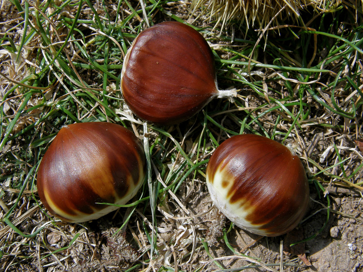 Kaštanovník jedlý (setý) (Castanea sativa Mill.)