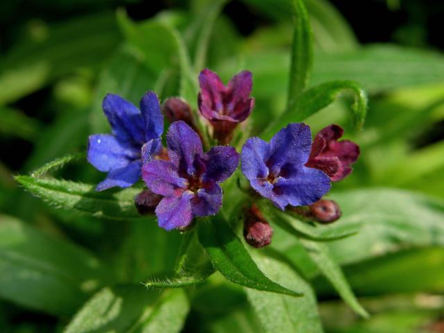 Kamejka modronachová (Lithospermum purpurocoeruleum L.)