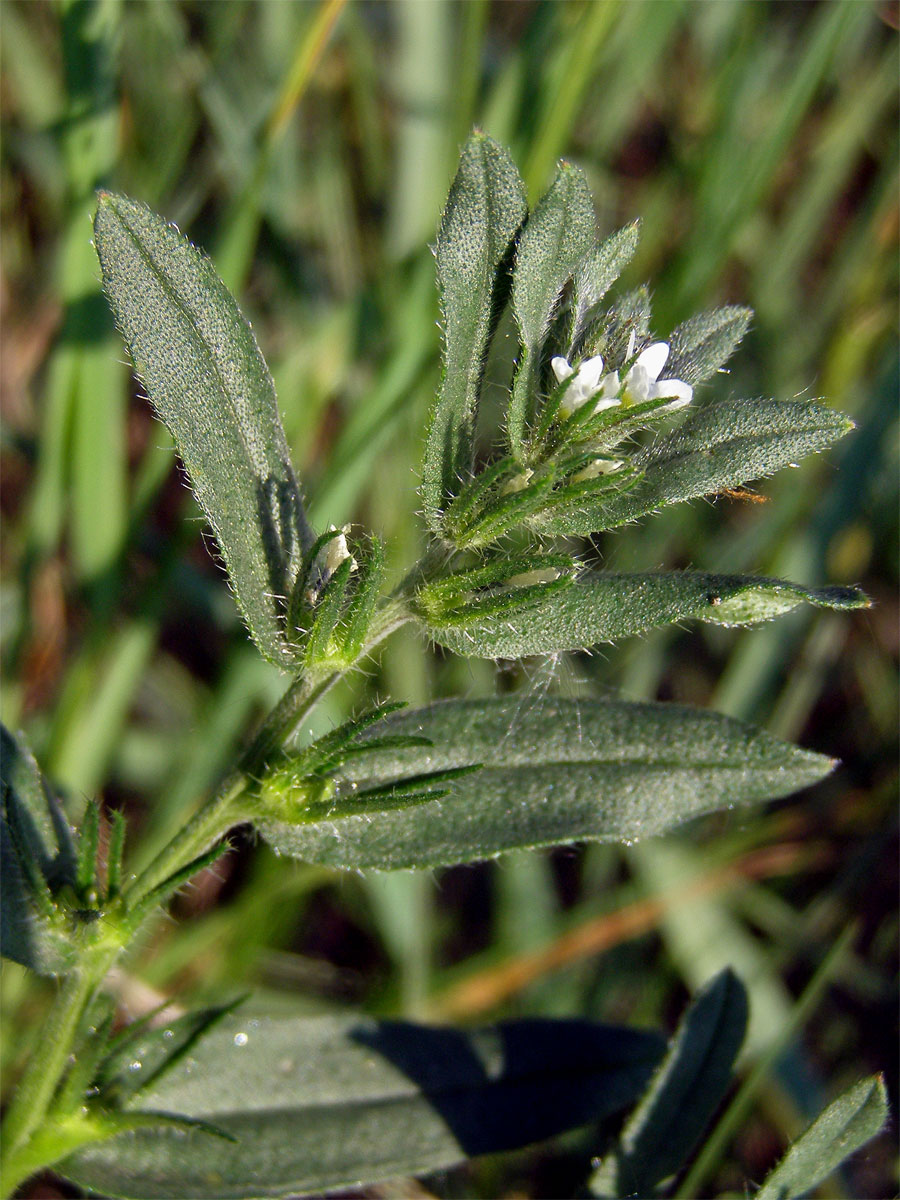 Kamejka rolní (Lithospermum arvense L.)