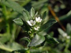 Kamejka rolní (Lithospermum arvense L.)