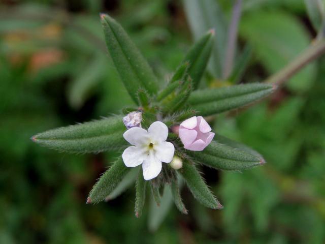 Kamejka rolní (Lithospermum arvense L.)