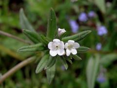 Kamejka rolní (Lithospermum arvense L.)