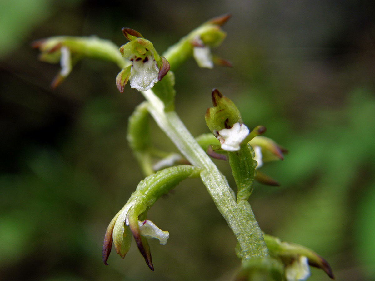 Korálice trojklaná (Corallorhiza trifida Chatelain)