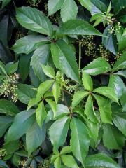 Loubinec popínavý (Parthenocissus inserta (Kerner) Fritsch)