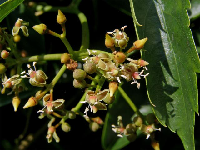 Loubinec popínavý (Parthenocissus inserta (Kerner) Fritsch)