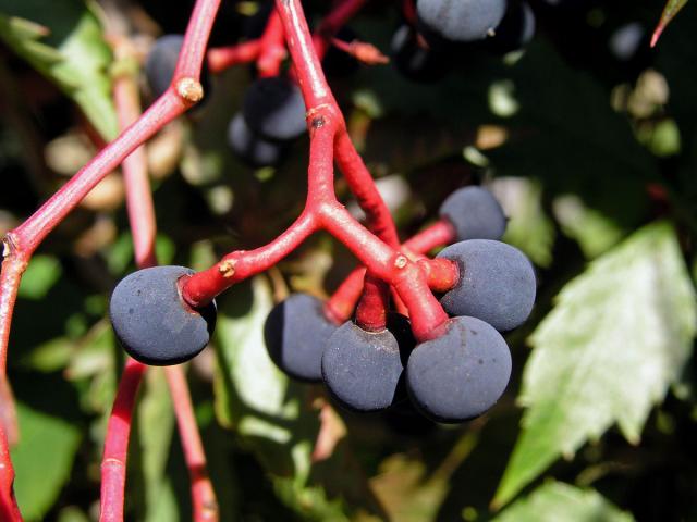 Loubinec popínavý (Parthenocissus inserta (Kerner) Fritsch)