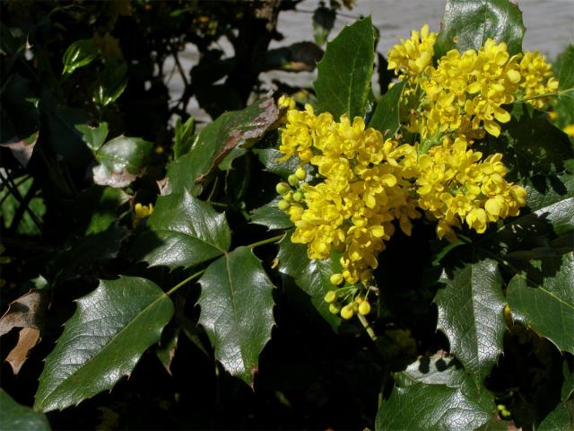 Mahónie cesmínolistá (Mahonia aquifolium (Pursh) Nutt.)