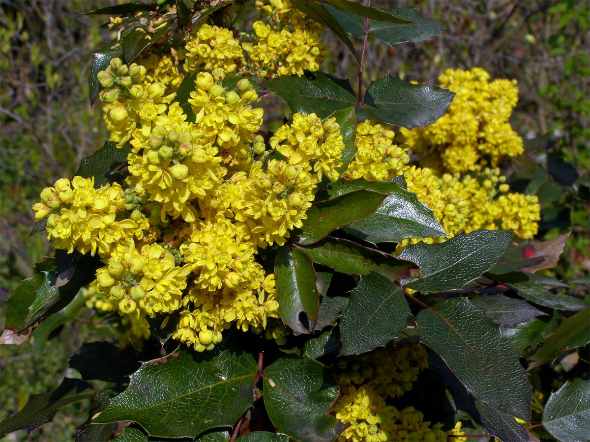 Mahónie cesmínolistá (Mahonia aquifolium (Pursh) Nutt.)