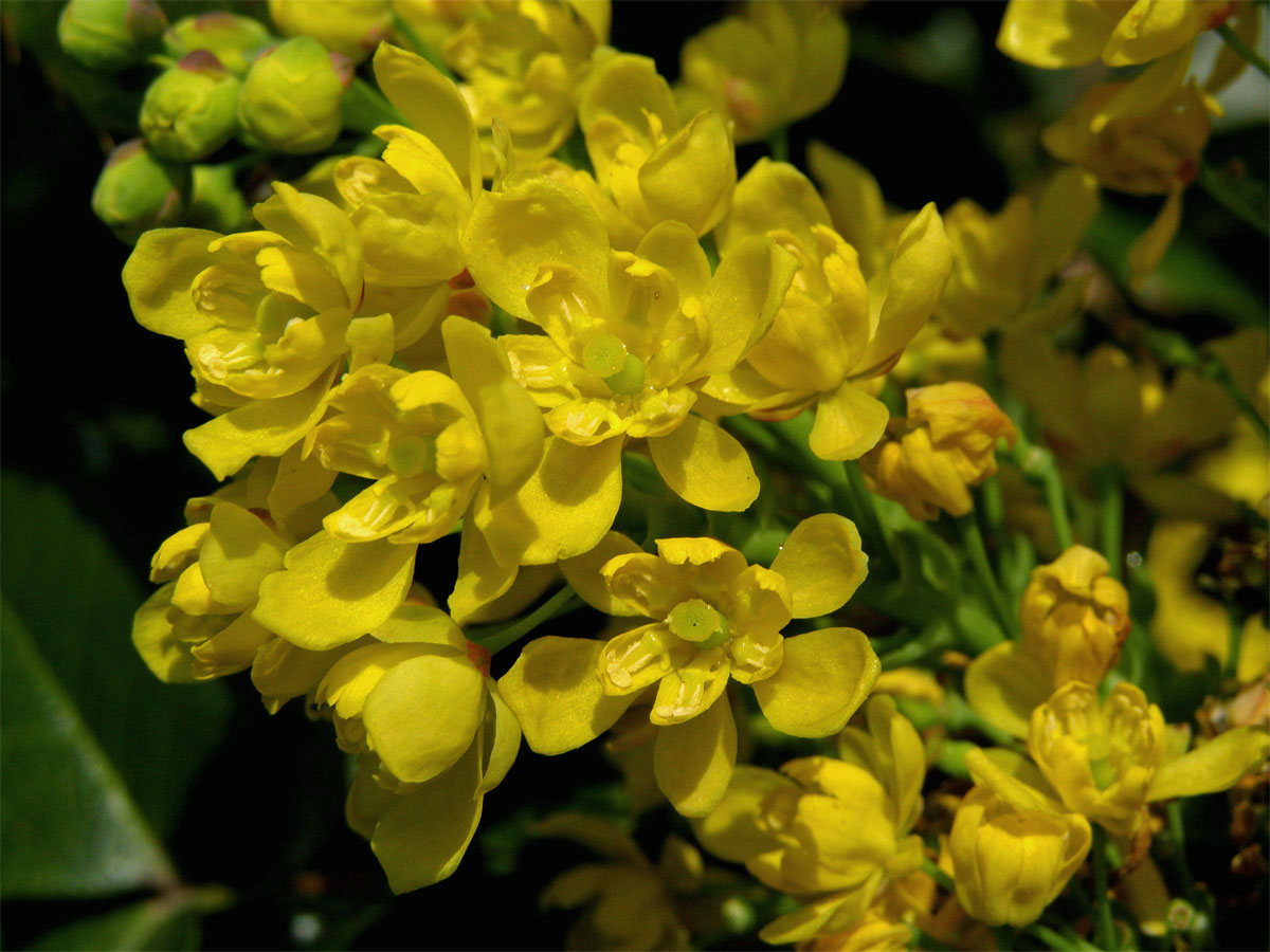 Mahónie cesmínolistá (Mahonia aquifolium (Pursh) Nutt.)