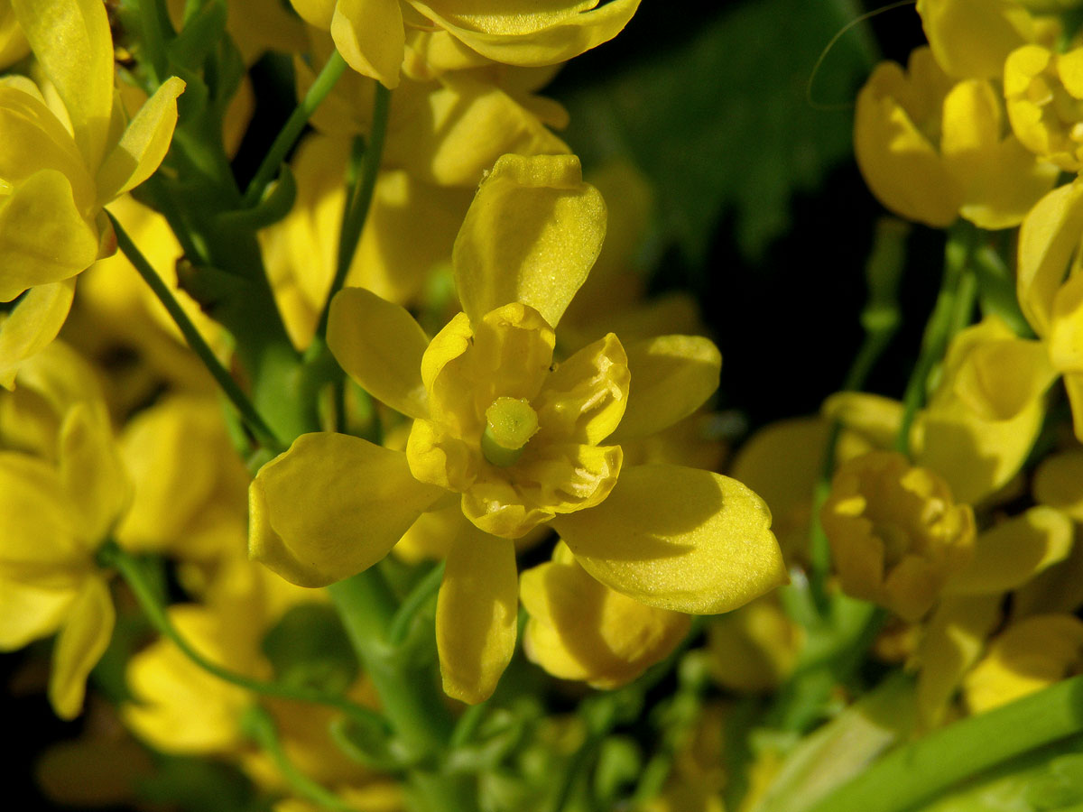 Mahónie cesmínolistá (Mahonia aquifolium (Pursh) Nutt.)