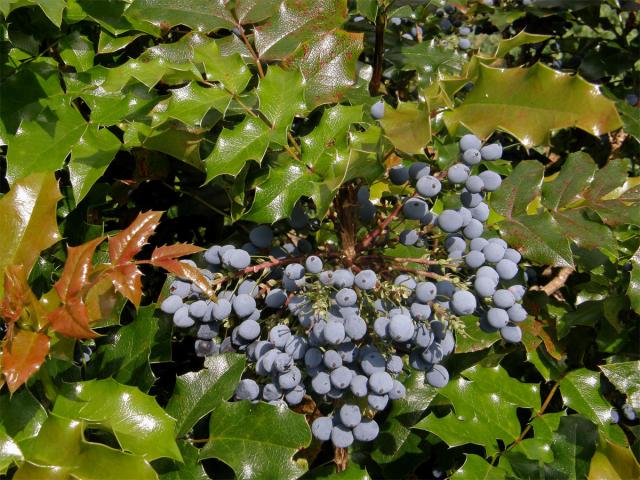 Mahónie cesmínolistá (Mahonia aquifolium (Pursh) Nutt.)