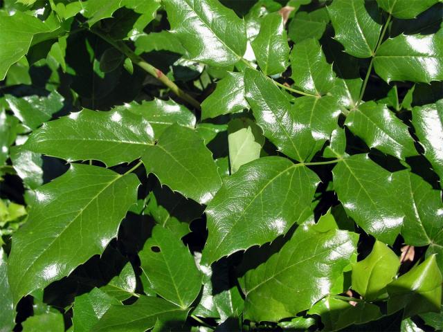 Mahónie cesmínolistá (Mahonia aquifolium (Pursh) Nutt.)